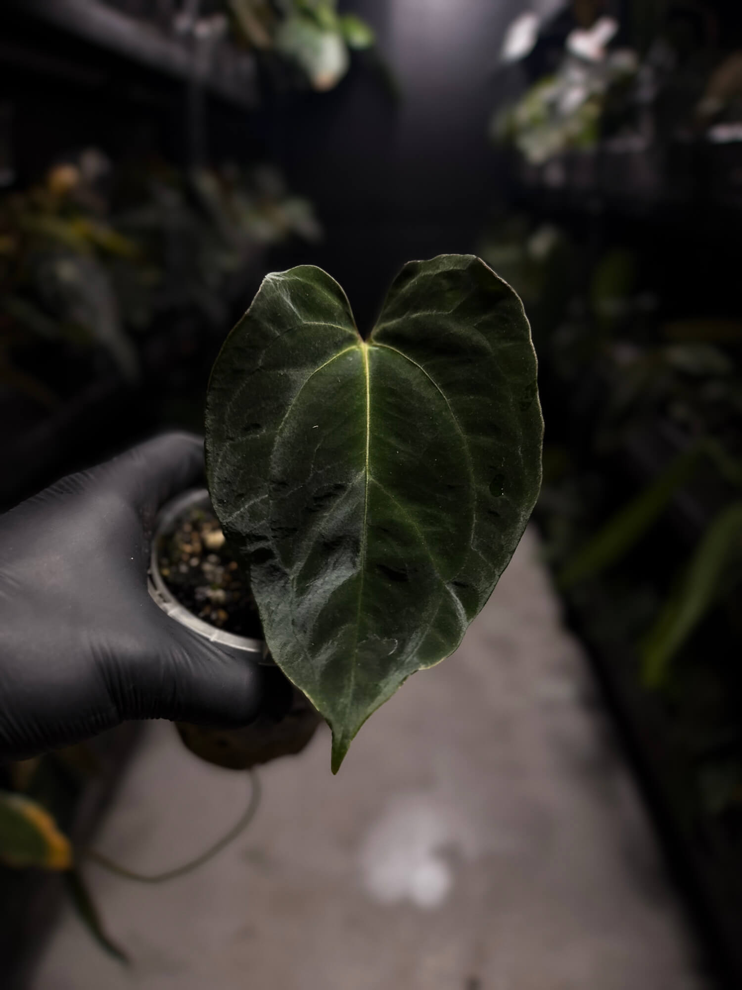 Anthurium #AndrasDagger • papillilaminum x besseae aff