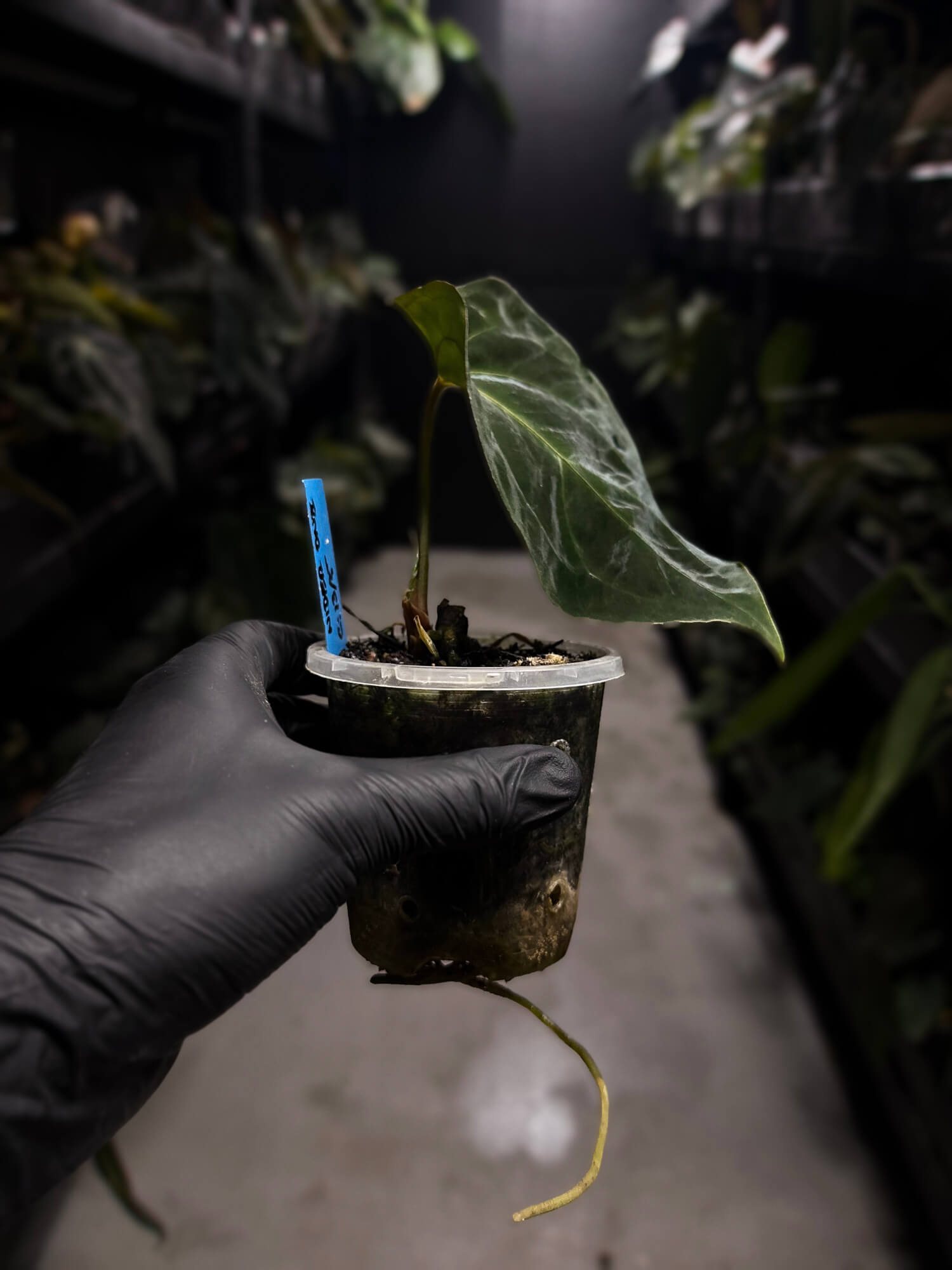 Anthurium #AndrasDagger • papillilaminum x besseae aff