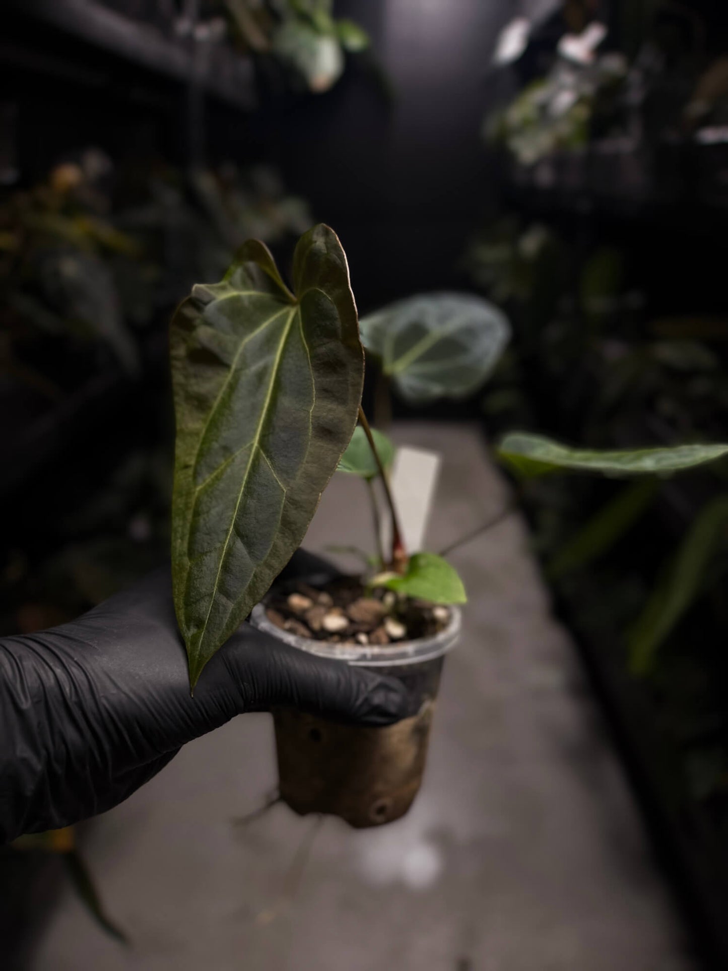 Anthurium forgetii hybrid variegated x besseae aff 'Elektra'