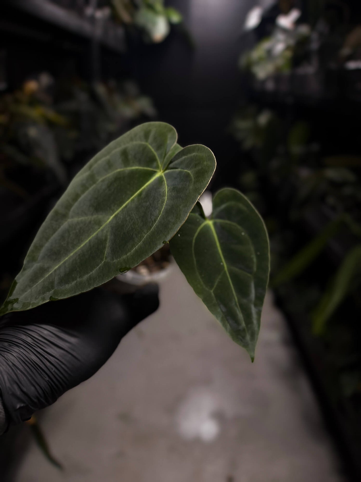 Anthurium forgetii hybrid variegated x besseae aff 'Elektra'