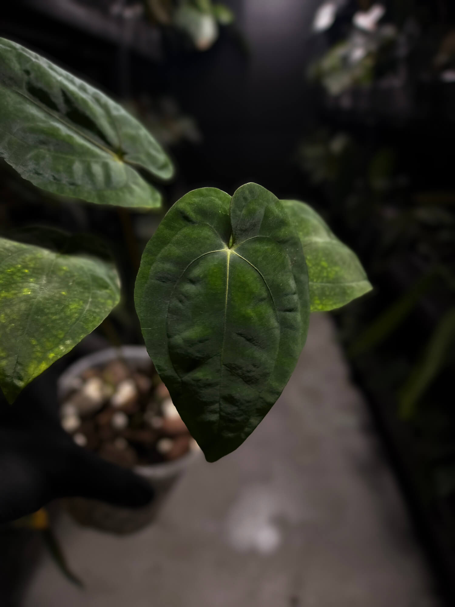 Anthurium papillilaminum 'RA6' x 'RVDP'