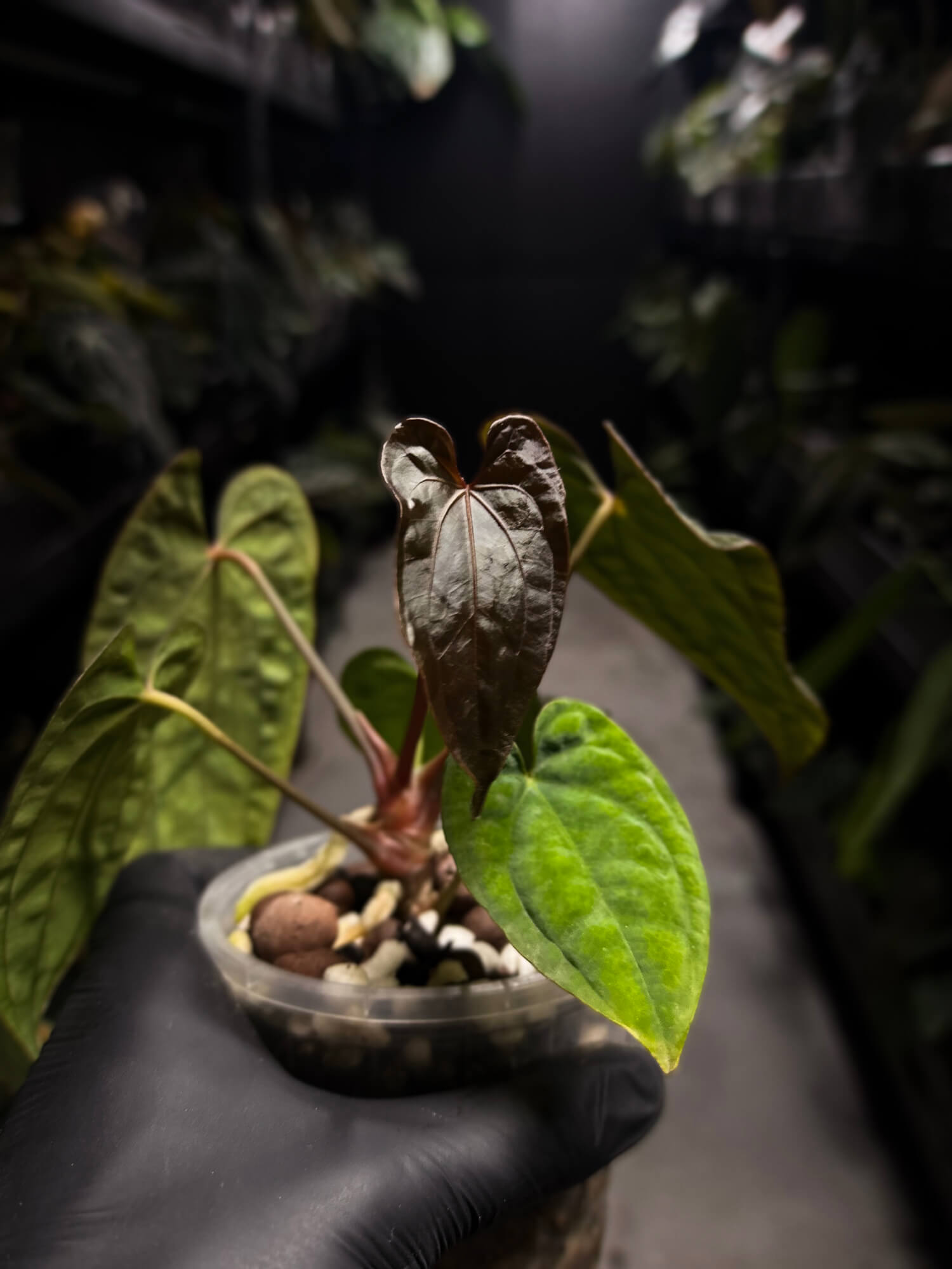 Anthurium antolakii / 'BVEP' x 'RVDP'