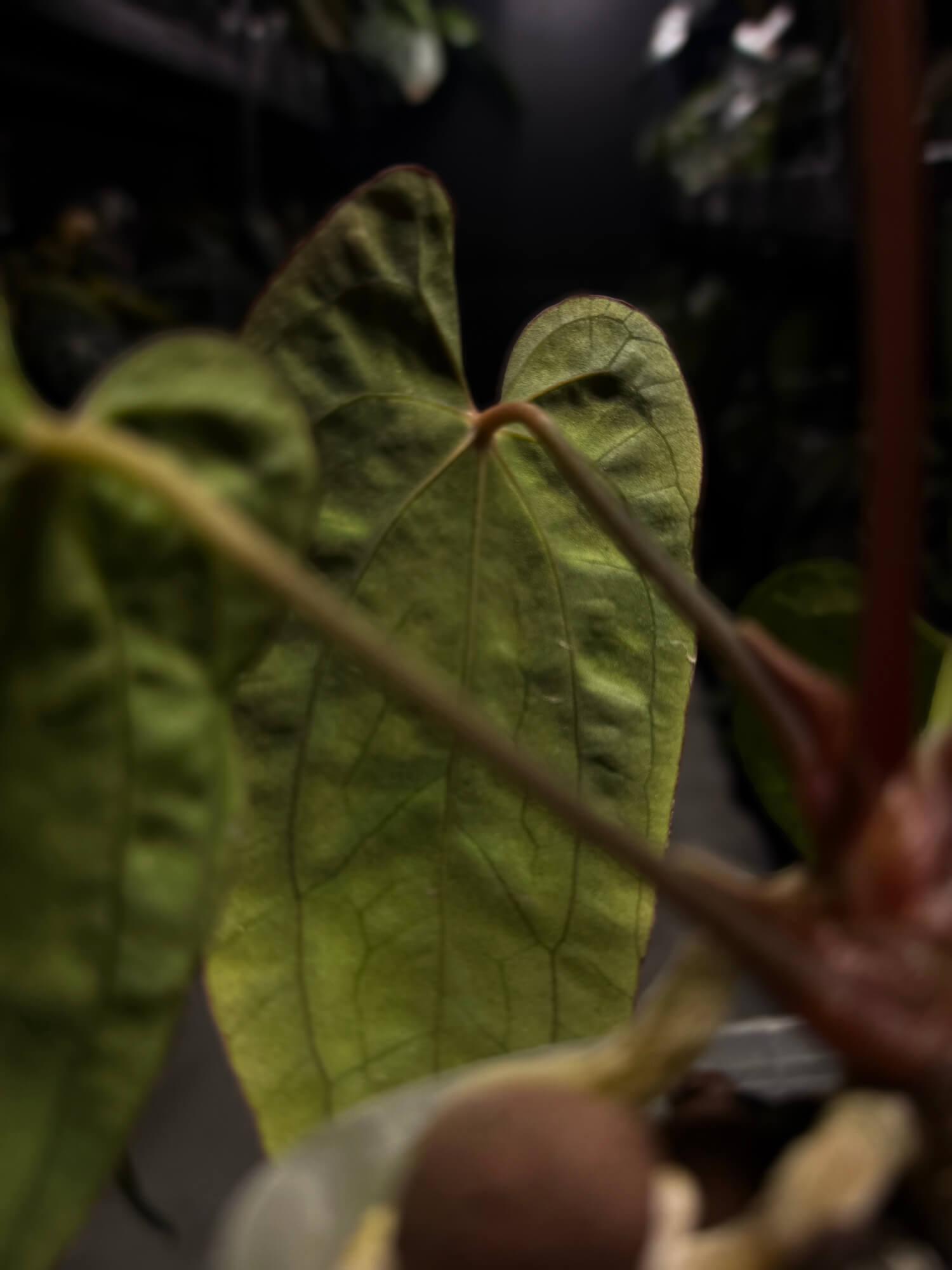 Anthurium antolakii / 'BVEP' x 'RVDP'