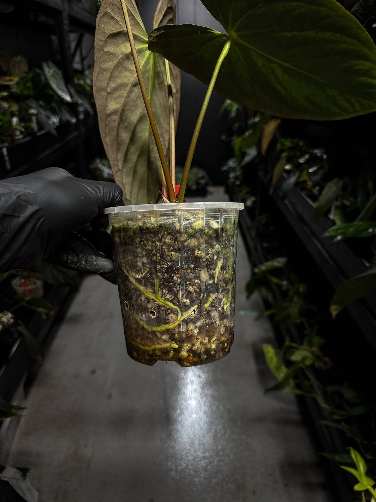 Anthurium papilliilaminum • XL flowering plant