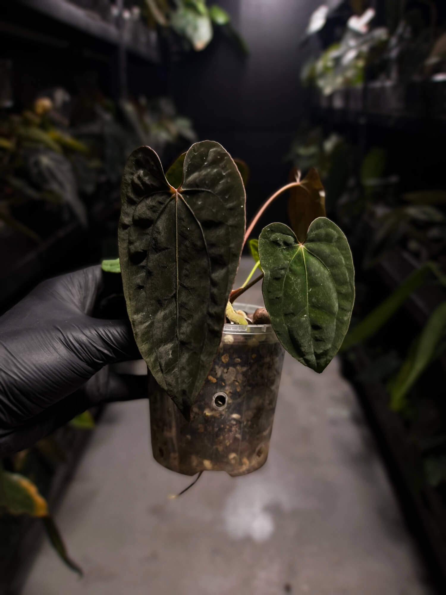 Anthurium antolakii / 'BVEP' x 'RVDP'