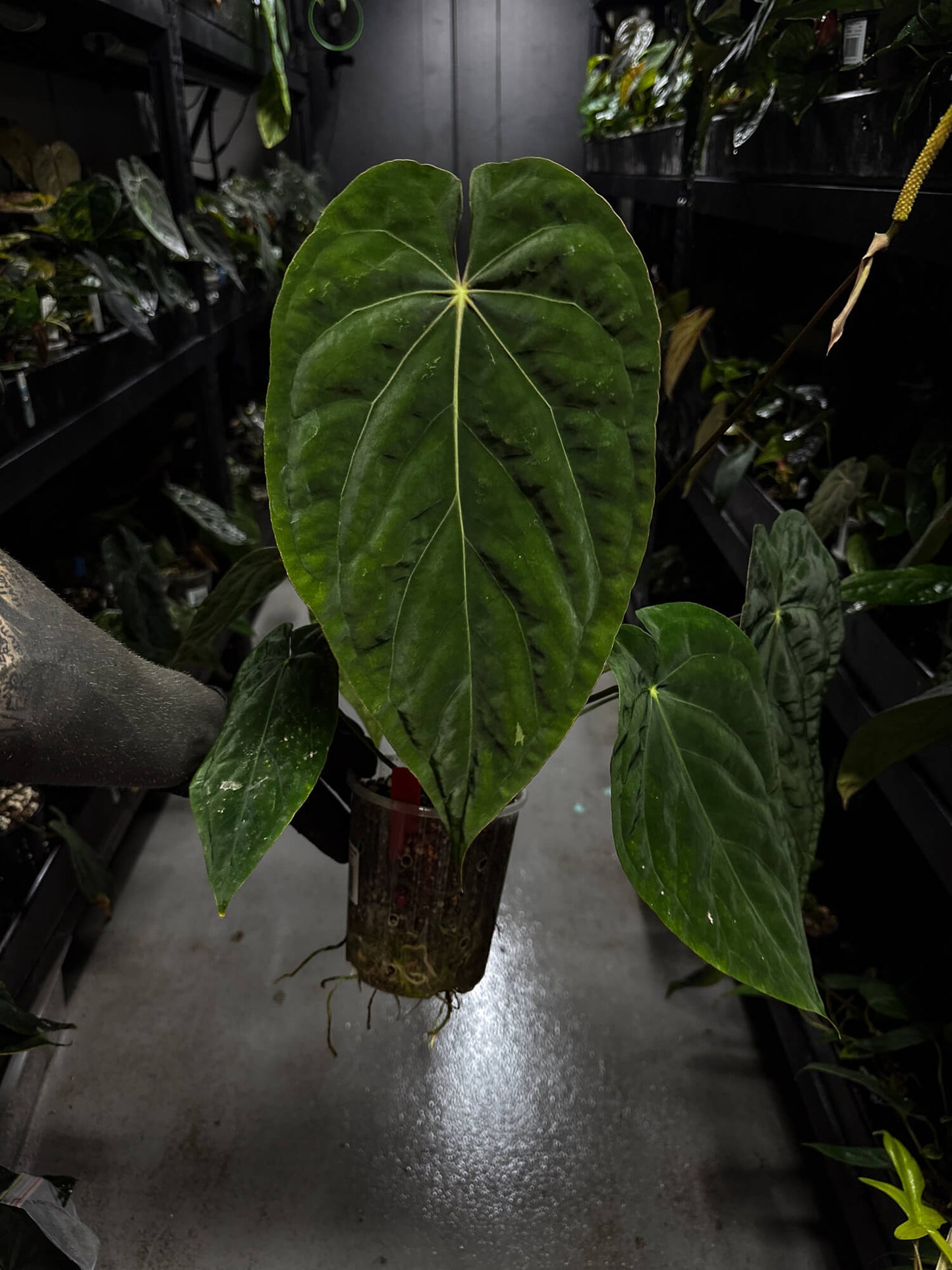 Anthurium lost tag • XXL flowering plant