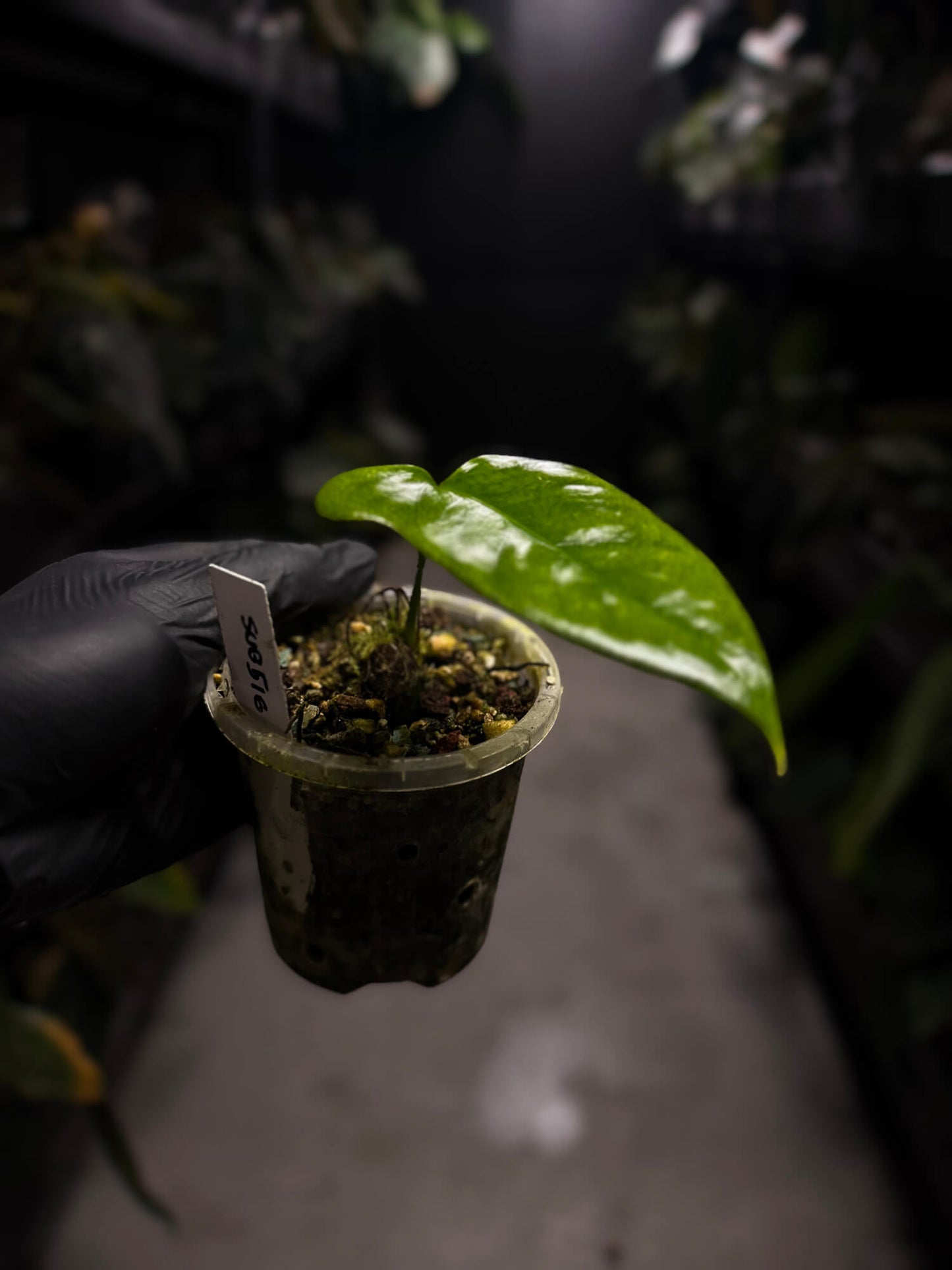 Anthurium subsignatum