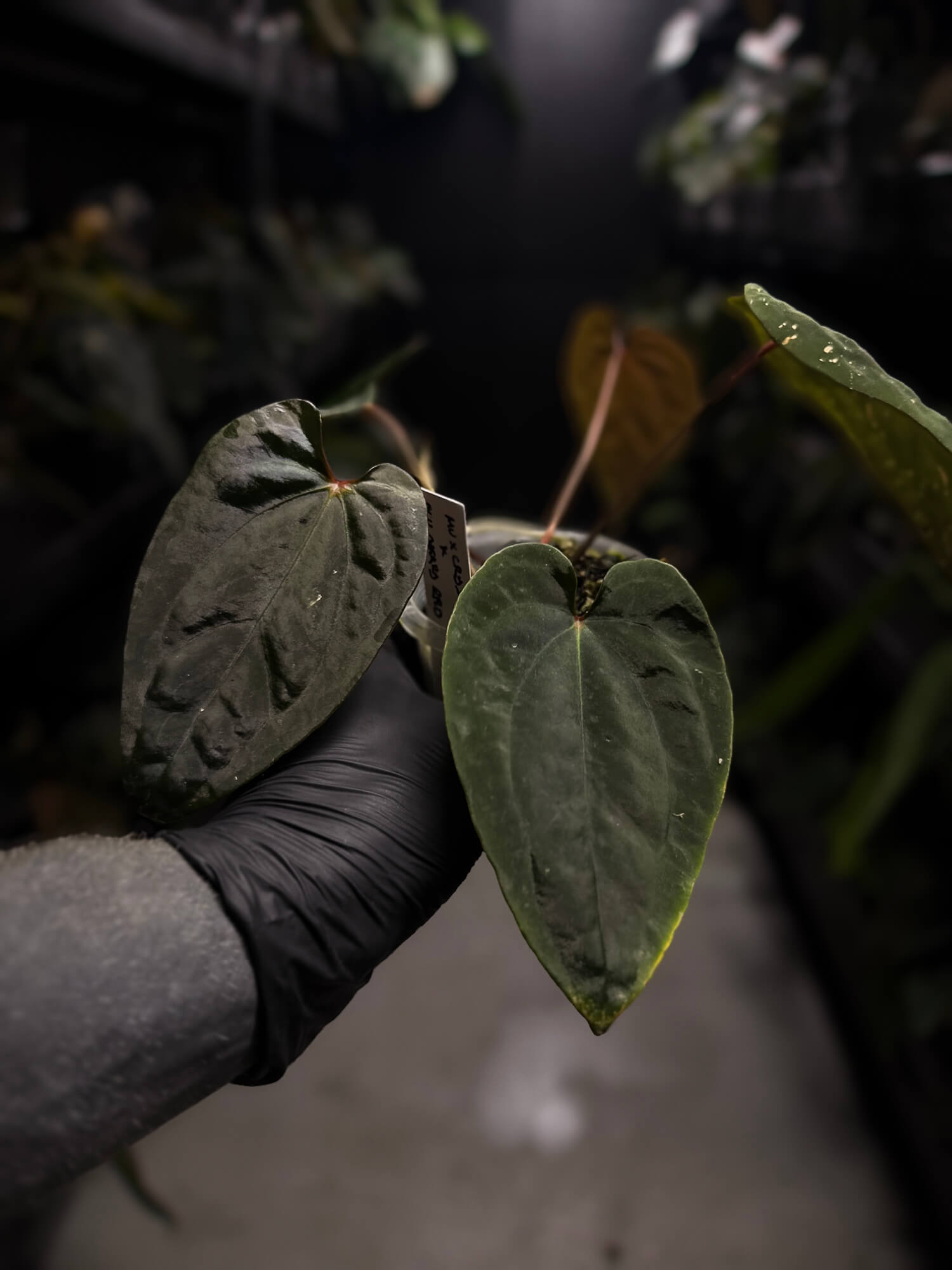 Anthurium ('Midnight Velvet' x crystallinum) x #BlackCherry 'Red' • select holdback