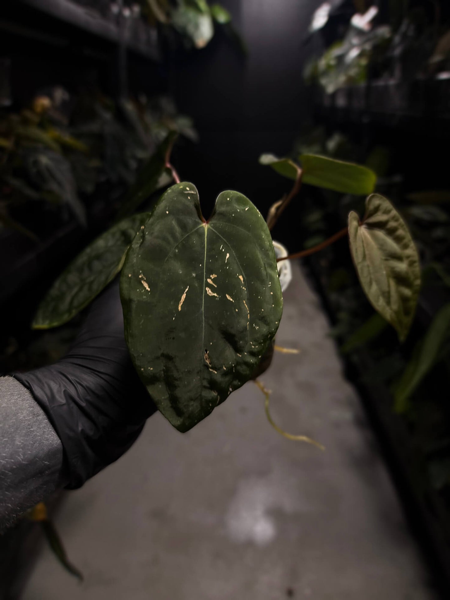 Anthurium ('Midnight Velvet' x crystallinum) x #BlackCherry 'Red' • select holdback