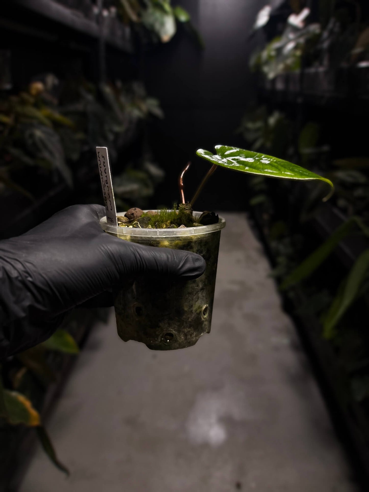 Anthurium subsignatum x luxurians