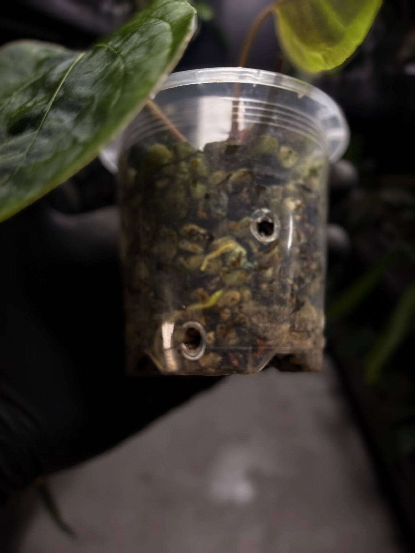 Anthurium 'Bloodmoon' x (papillilaminum x dressleri)