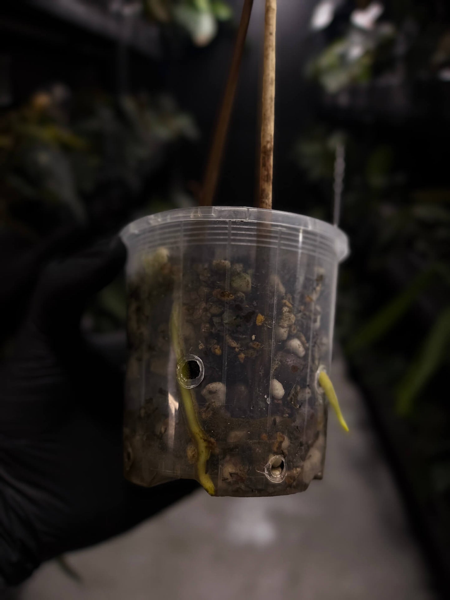 Anthurium #PLUG005 • holdback