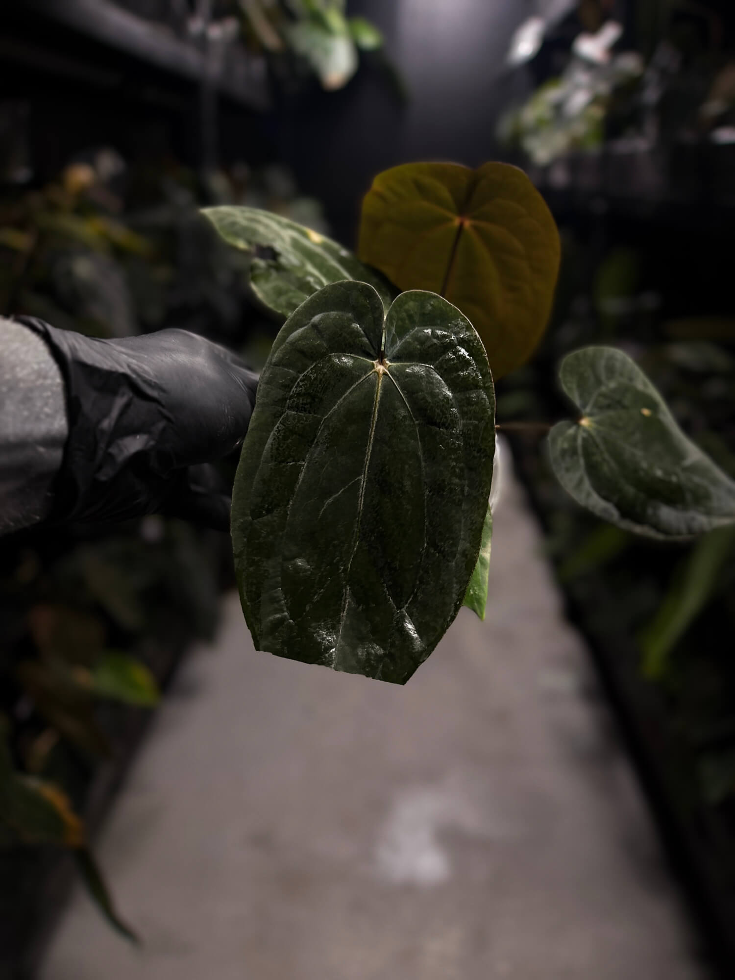 Anthurium antolakii / 'BVEP' x 'RVDP' • select
