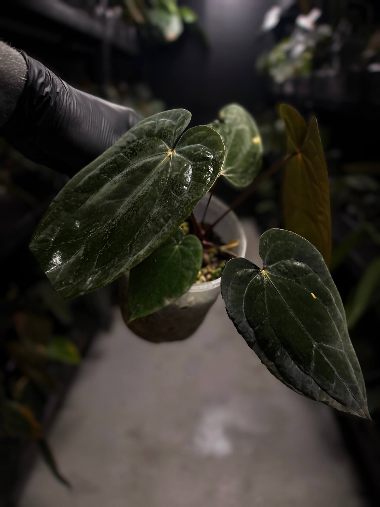 Anthurium antolakii / 'BVEP' x 'RVDP' • select