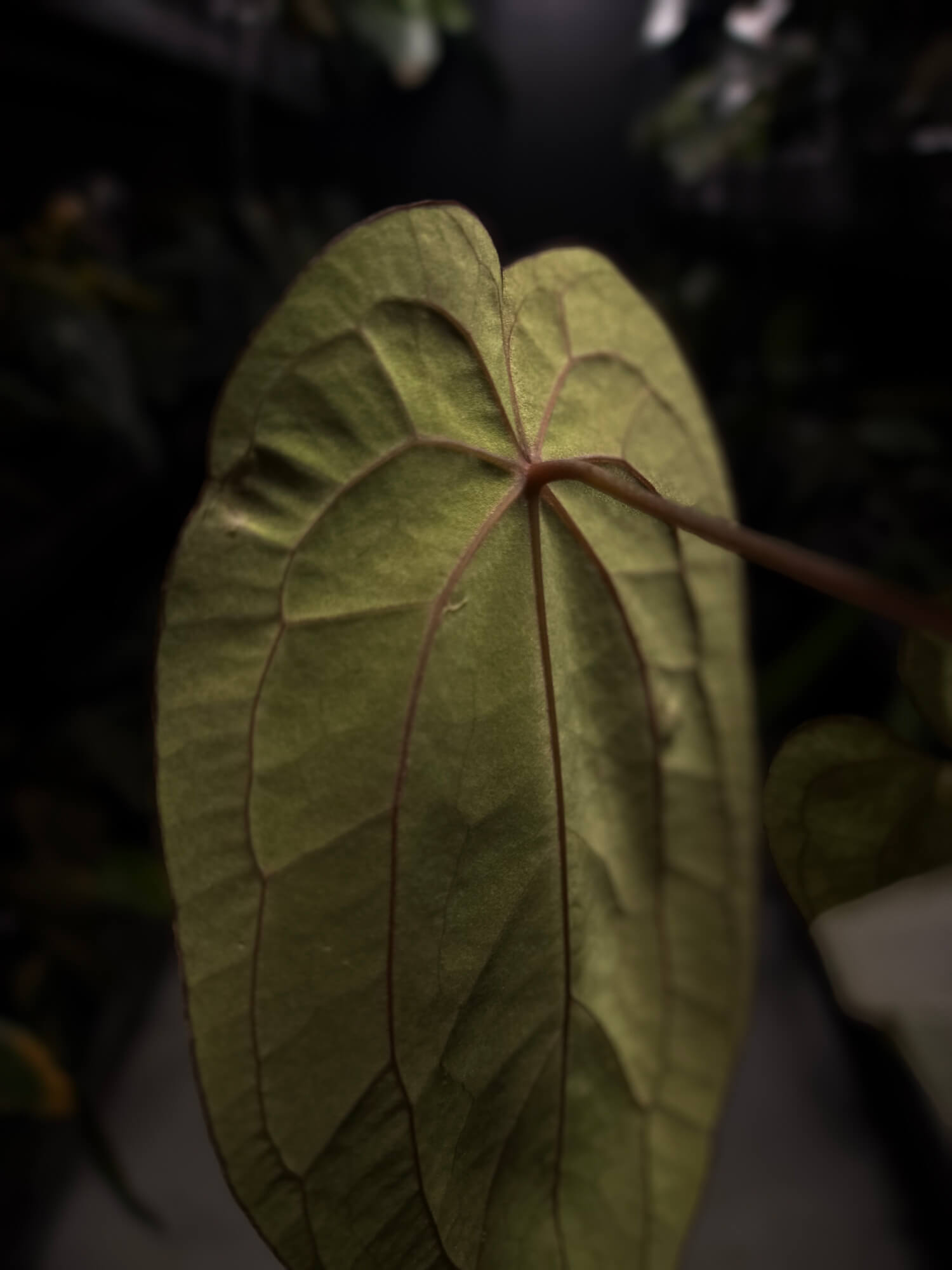 Anthurium antolakii / 'BVEP' x 'RVDP' • select