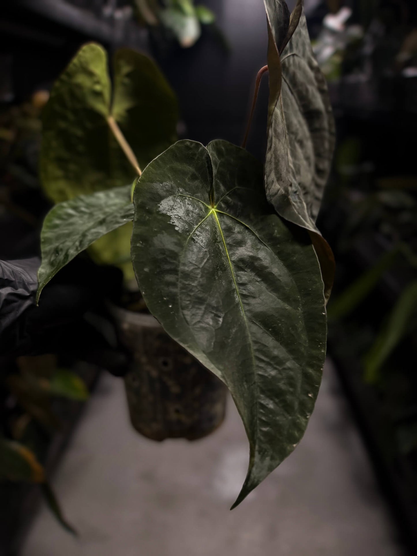 Anthurium 'dressleri MP' x self?