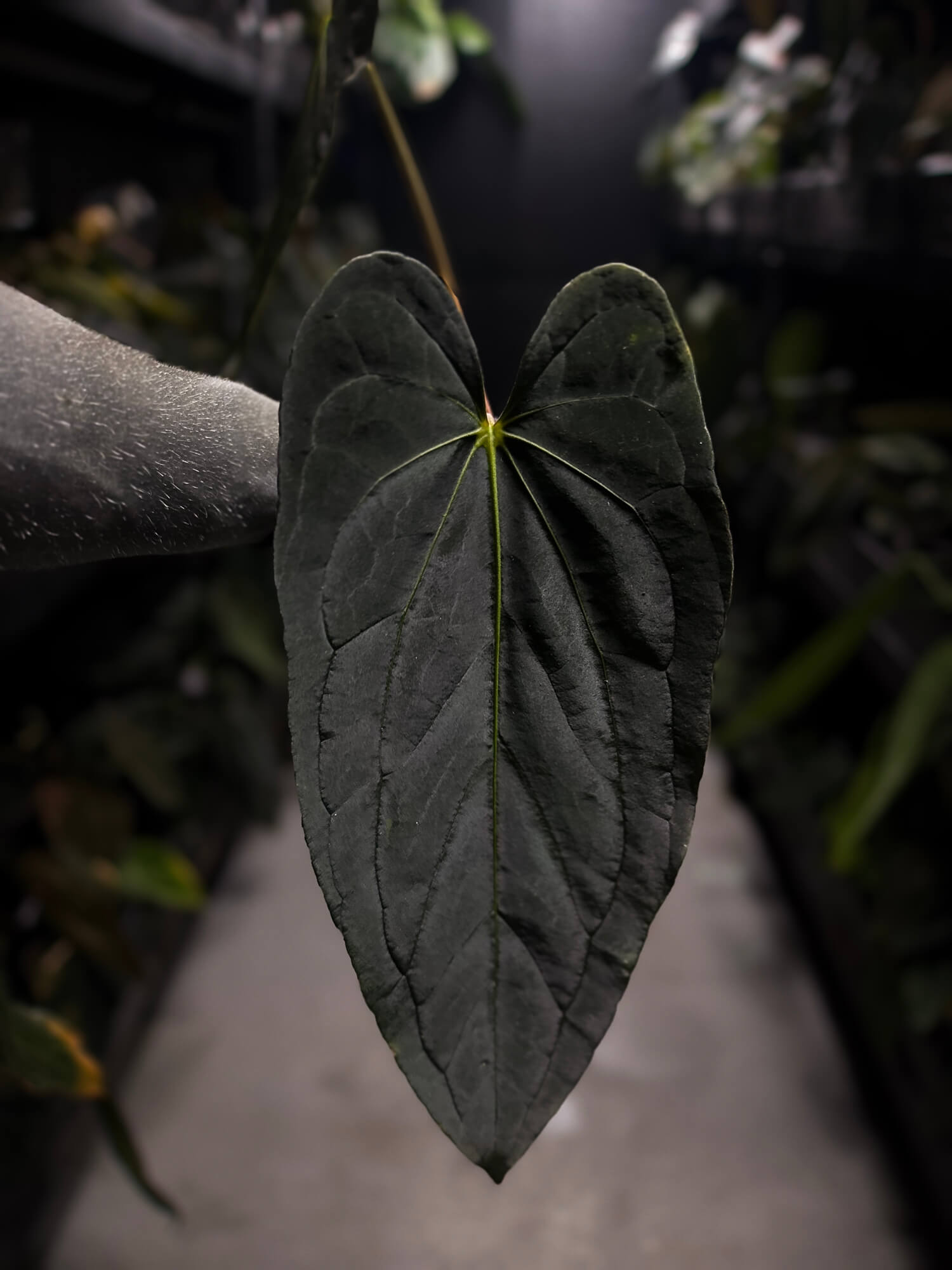 Anthurium #FreakyPapi ('Midnight Velvet' x sang) x papillilaminum • holdback