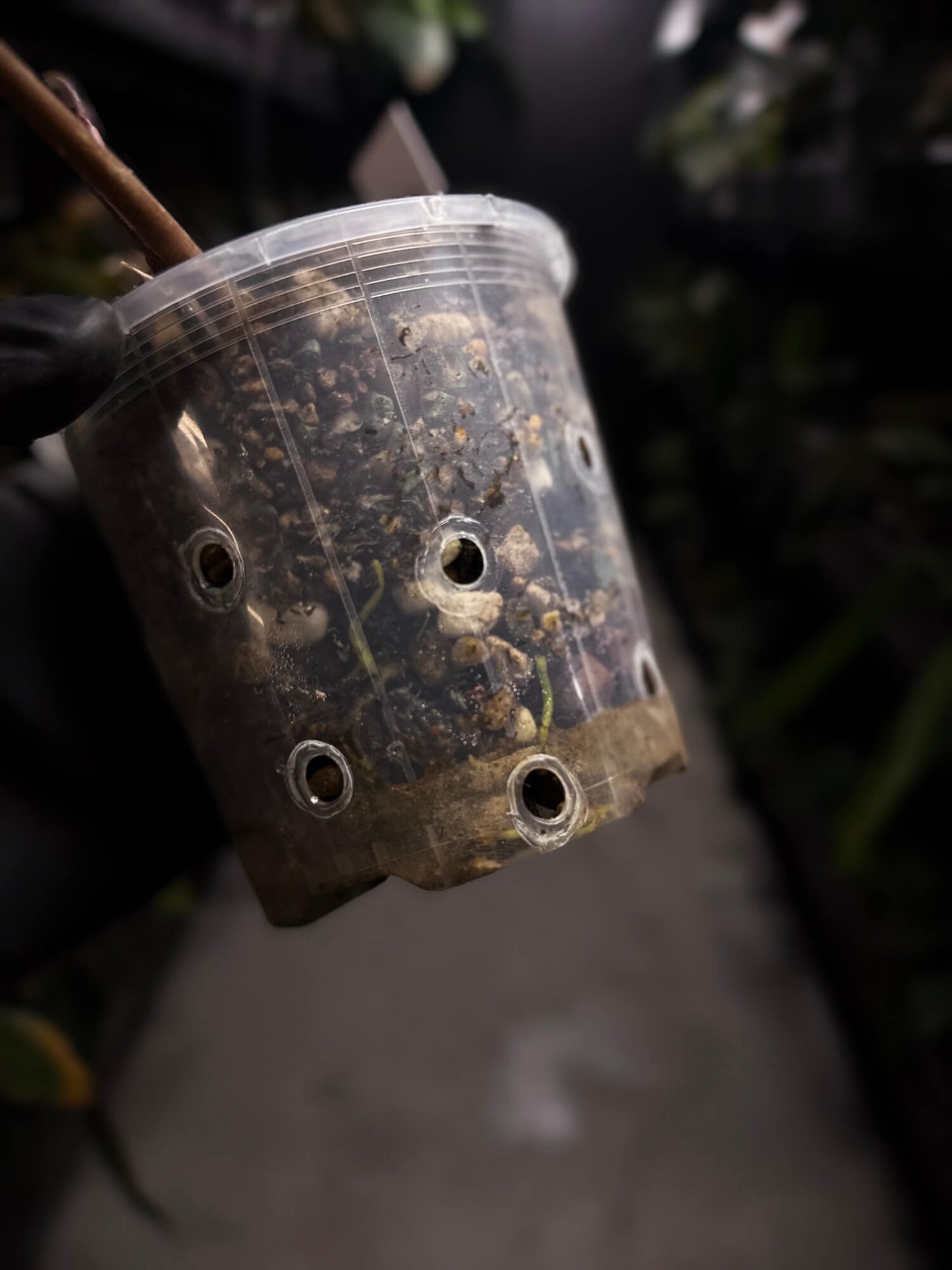 Anthurium #FreakyPapi ('Midnight Velvet' x sang) x papillilaminum • holdback