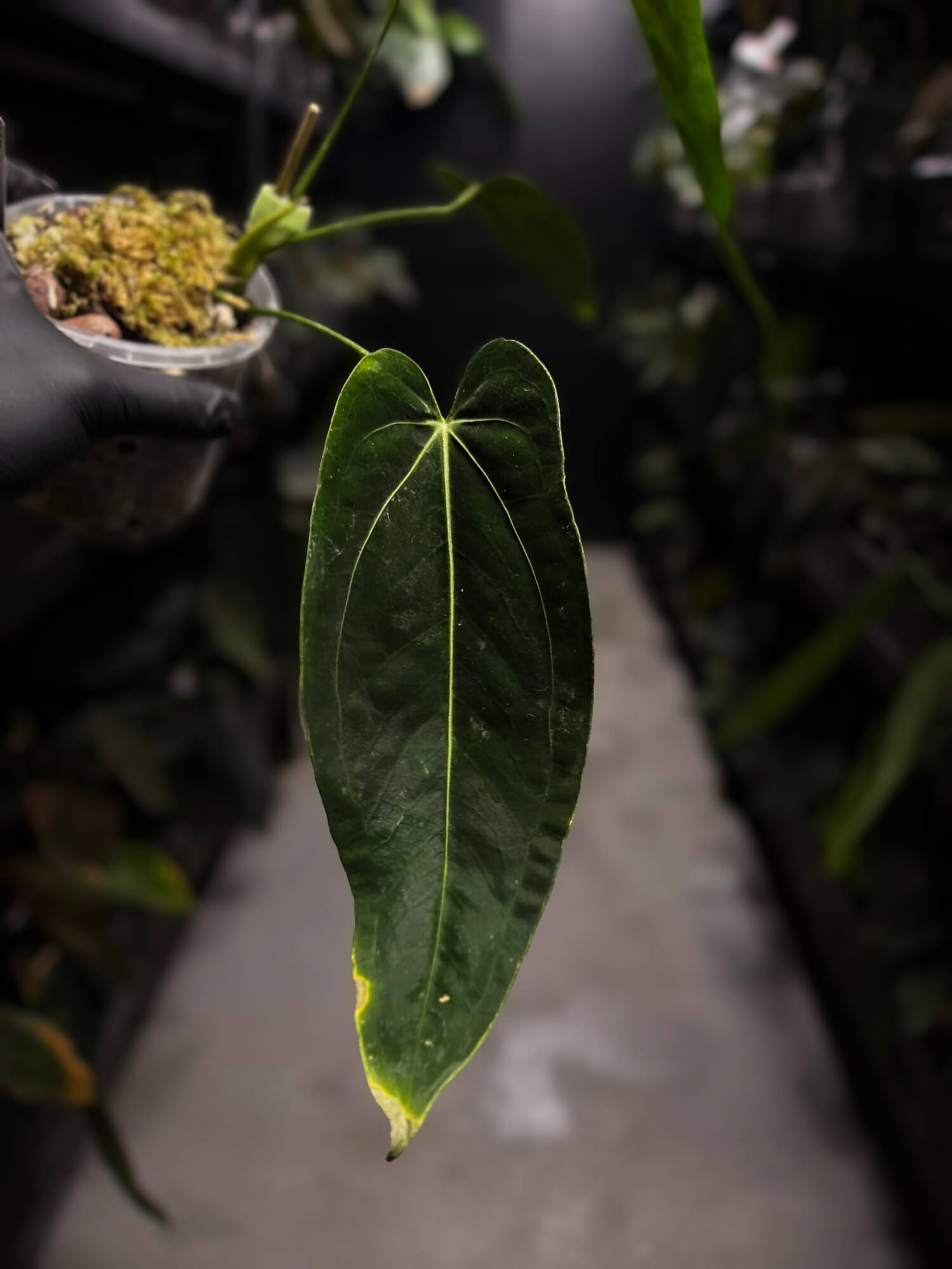 Anthurium 'dressleri' (MP) x warocqueanum