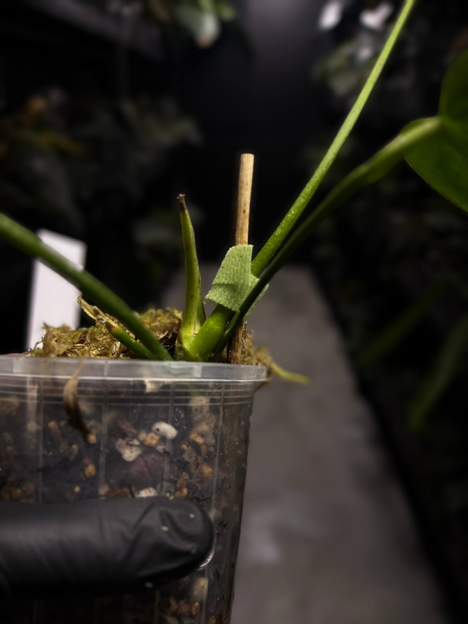 Anthurium 'dressleri' (MP) x warocqueanum