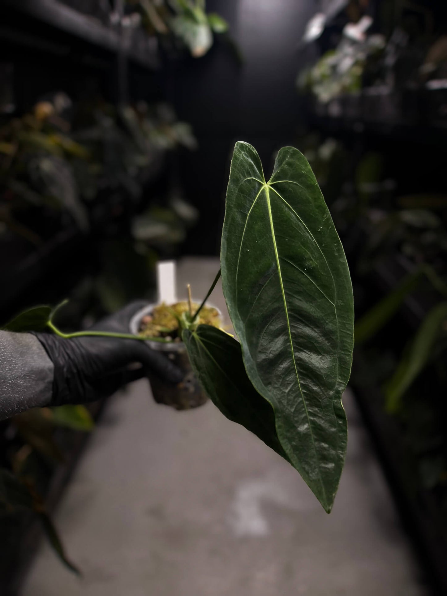 Anthurium 'dressleri' (MP) x warocqueanum