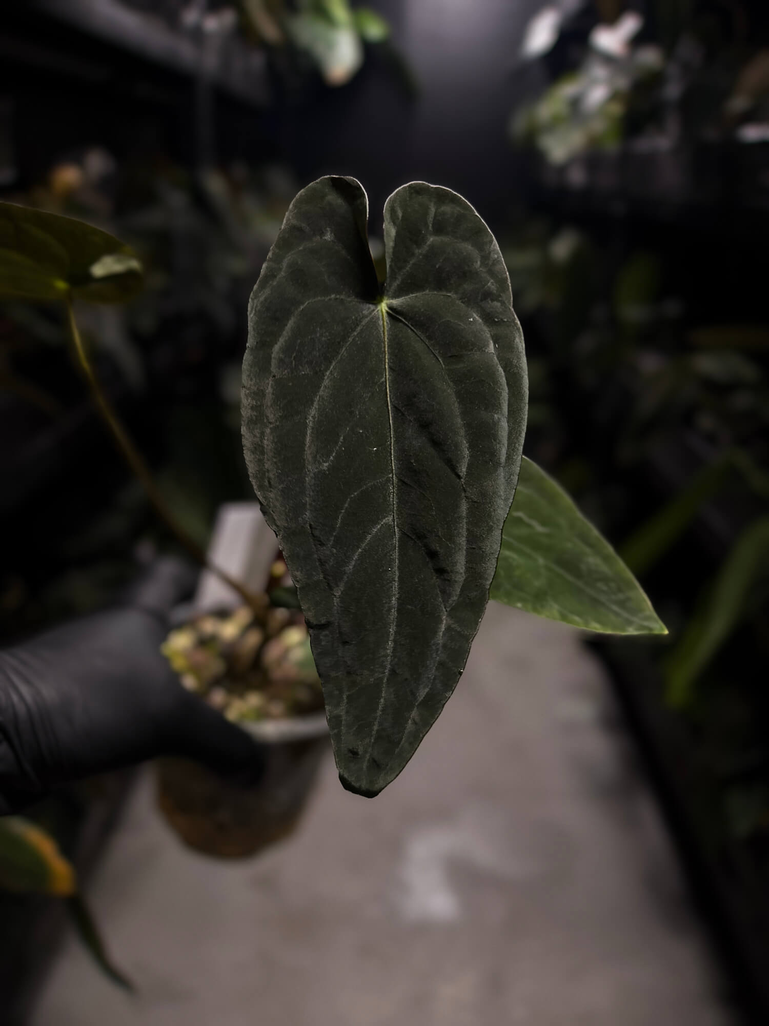 Anthurium #TwinPhoenix f2