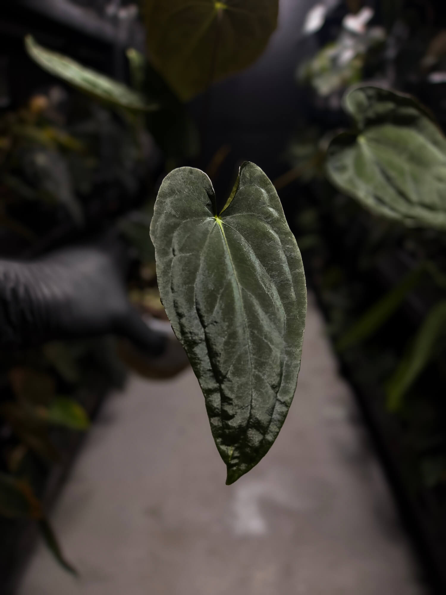 Anthurium #TwinPhoenix f2