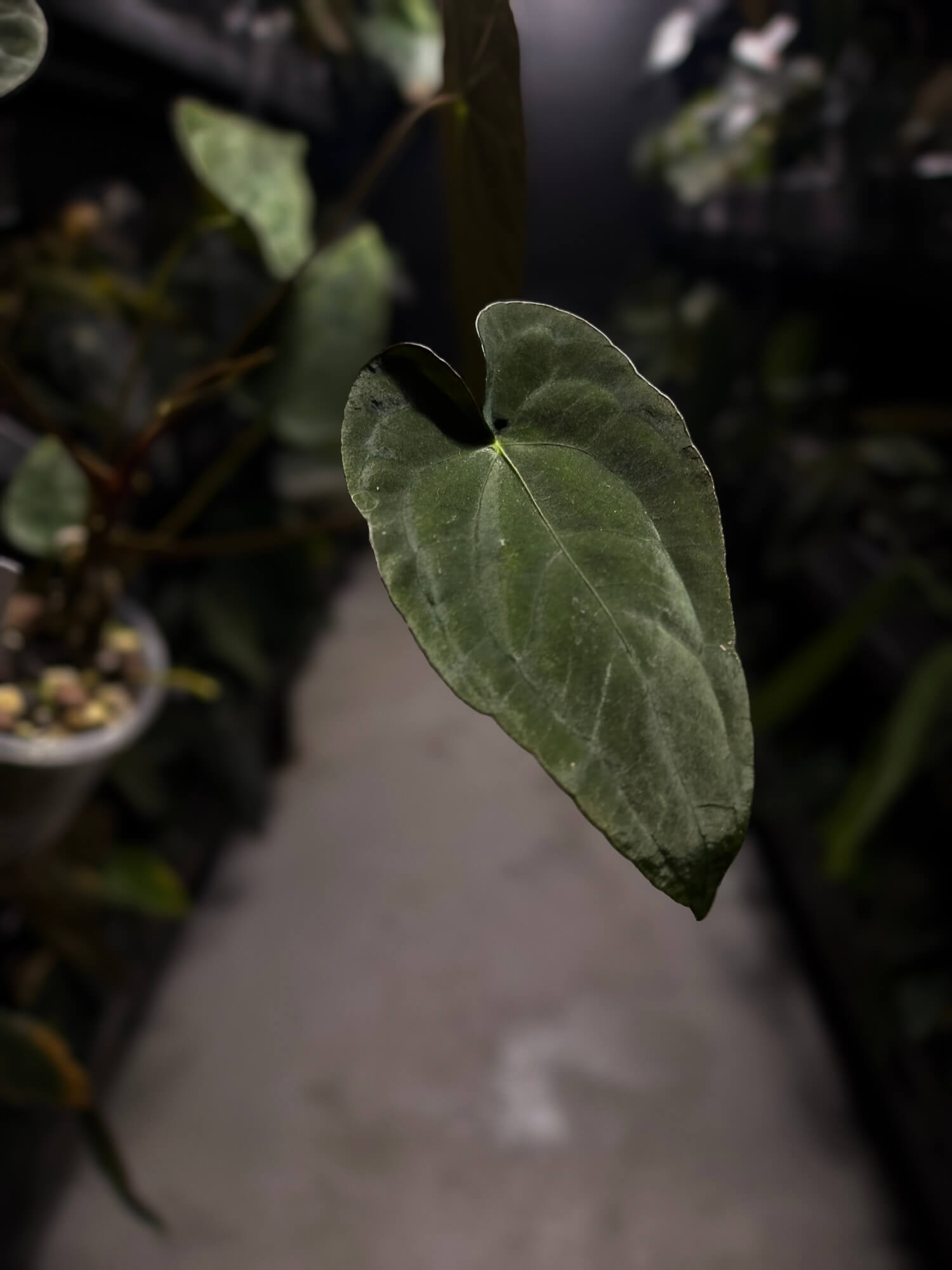 Anthurium #TwinPhoenix f2