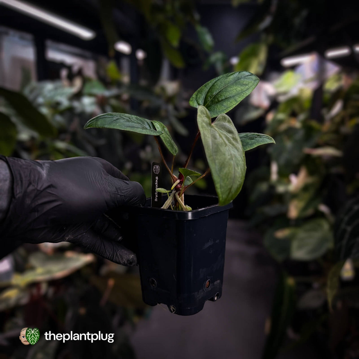 Anthurium portillae 'Dorito' s2