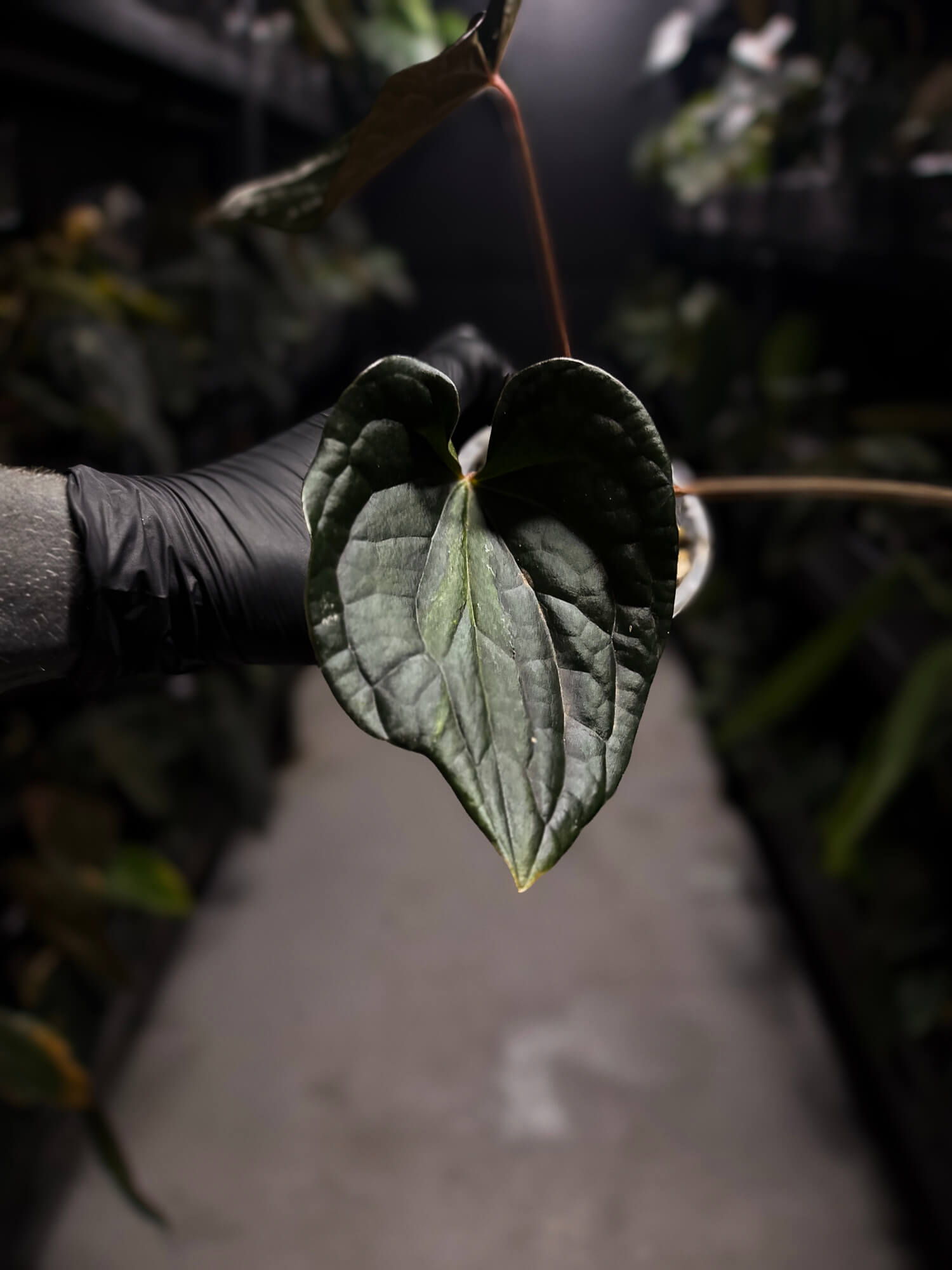 Anthurium #TacoTuesdays • luxurians hybrid mutation