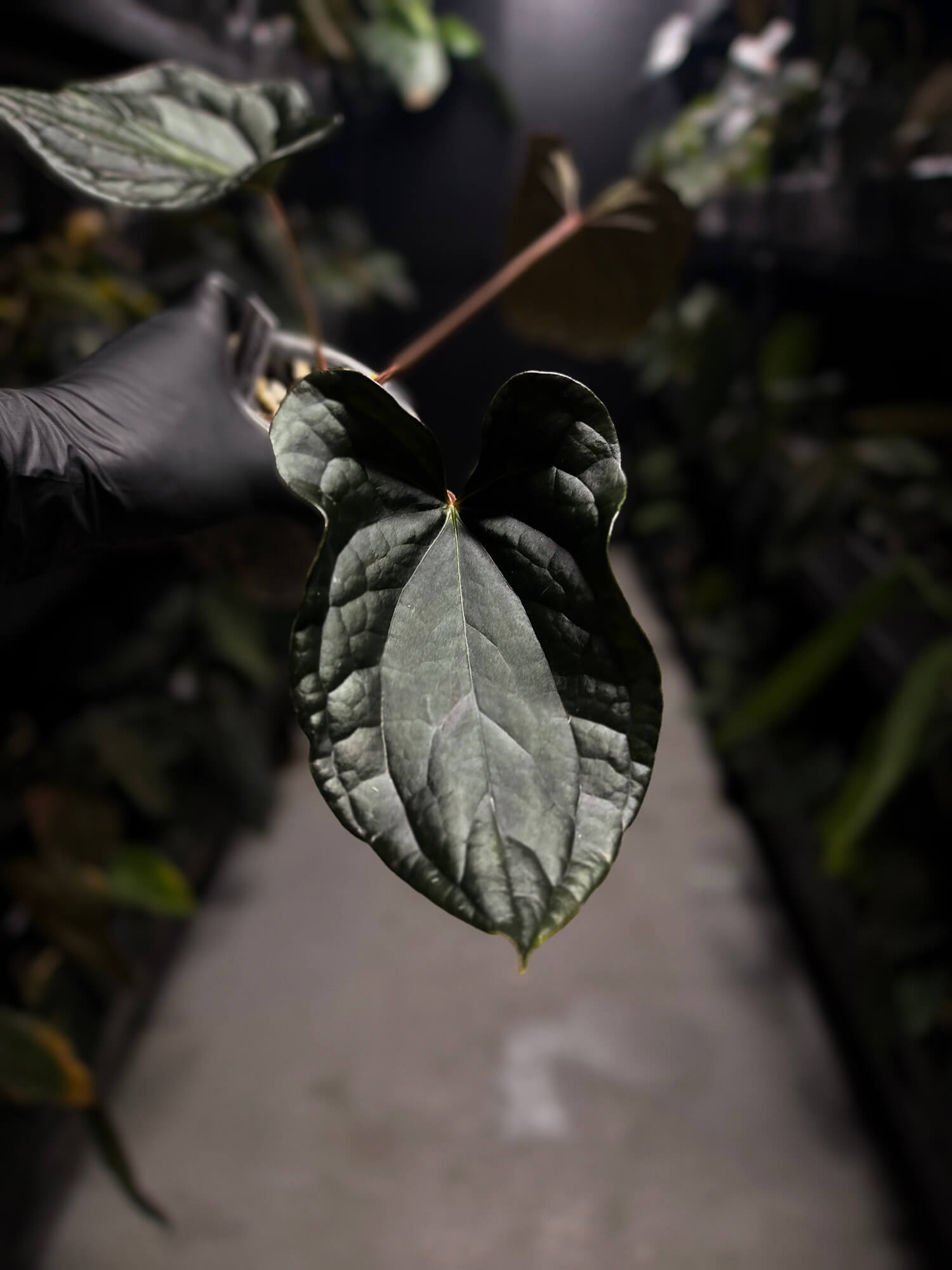 Anthurium #TacoTuesdays • luxurians hybrid mutation