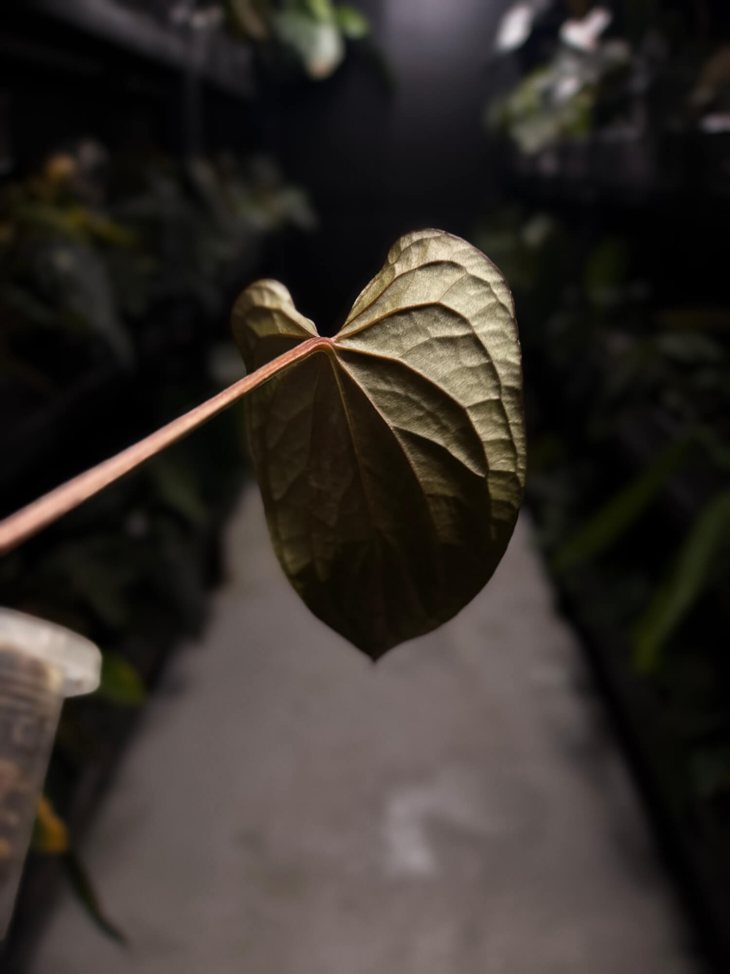 Anthurium #TacoTuesdays • luxurians hybrid mutation