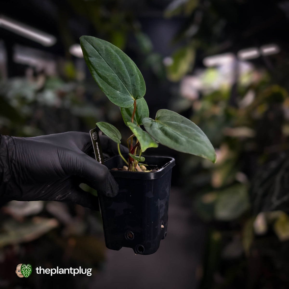 Anthurium portillae 'Dorito' s2