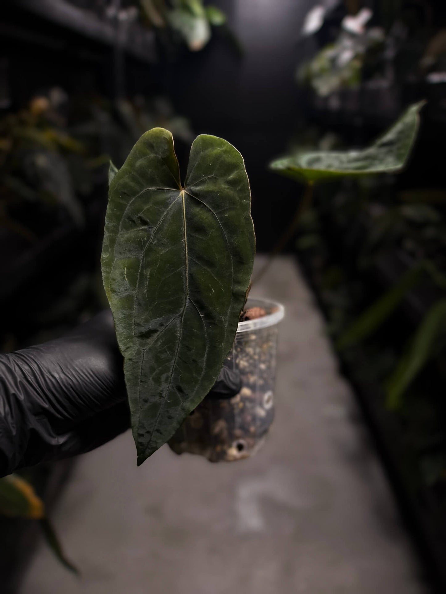 Anthurium dressleri x papillilaminum 'Red'