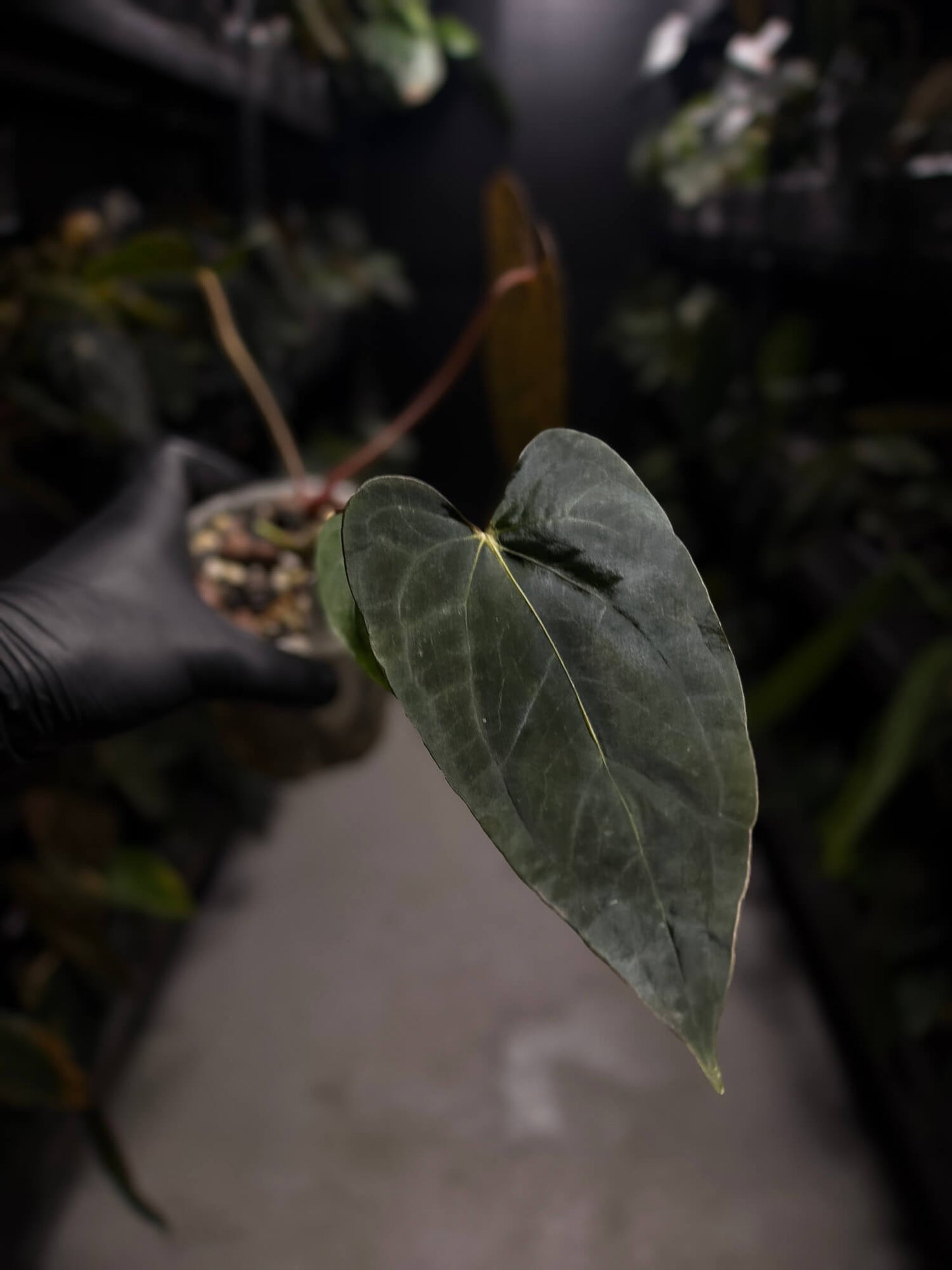 Anthurium dressleri x papillilaminum 'Red'