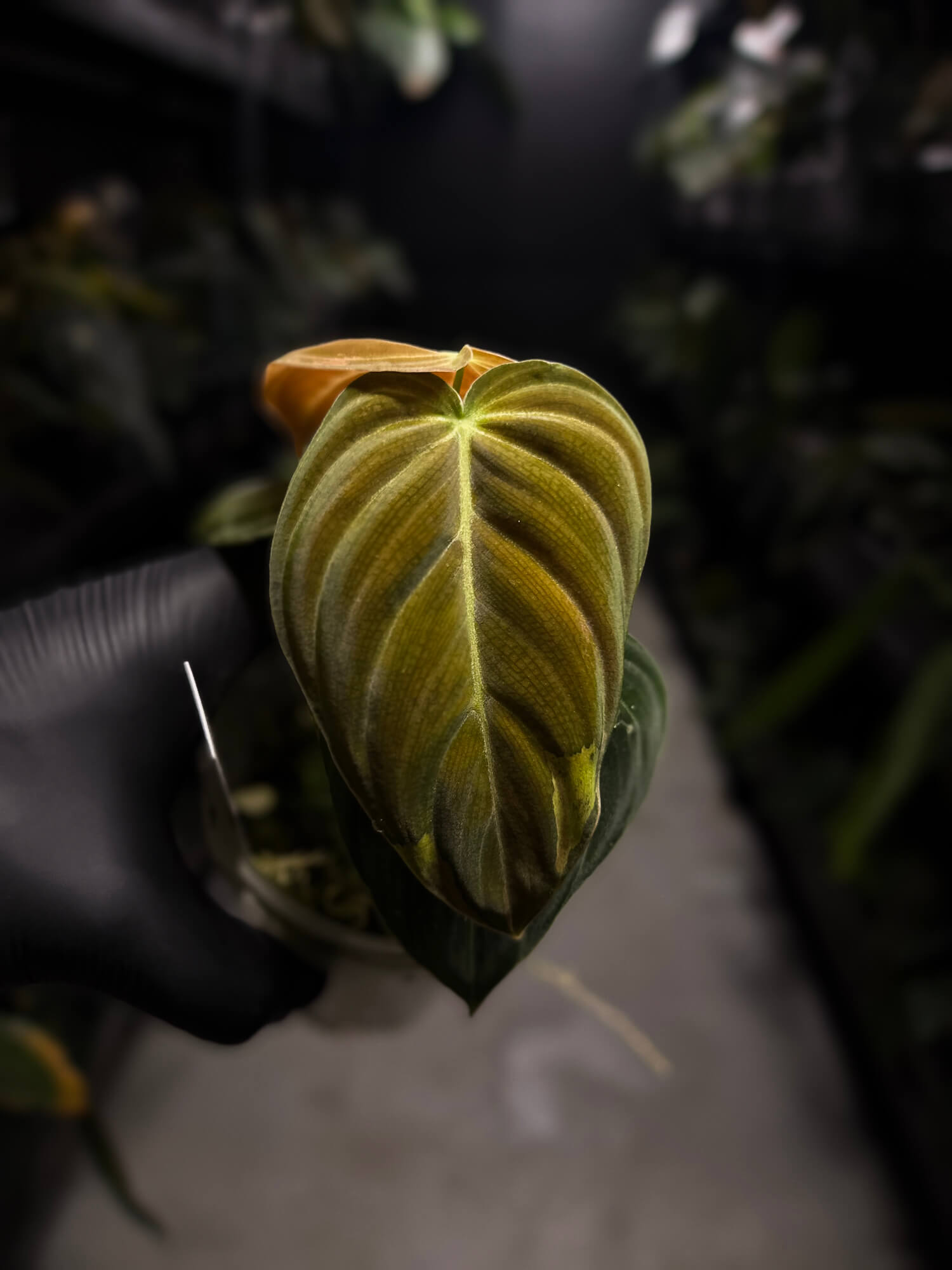 Philodendron melanochrysum • variegated