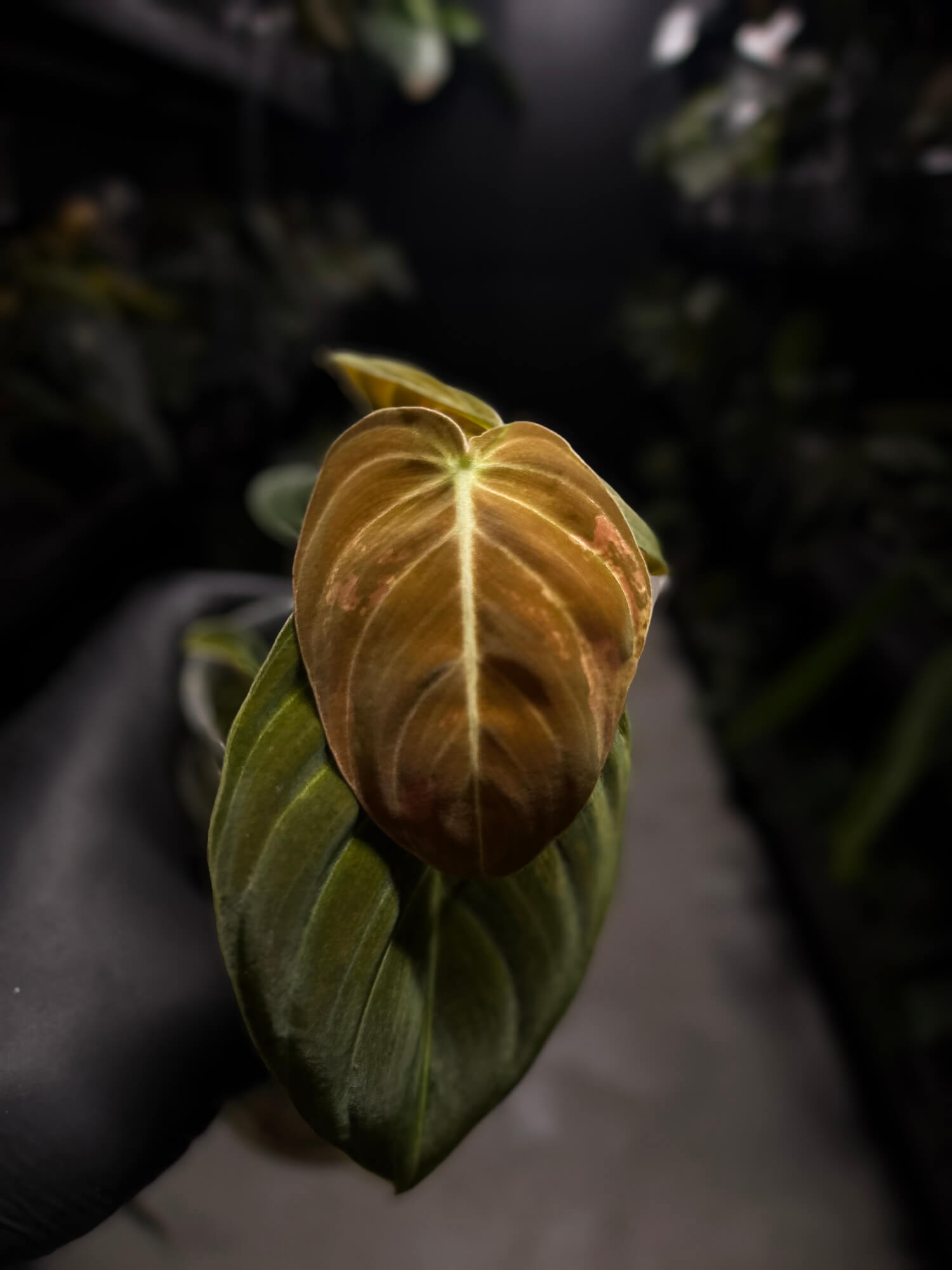Philodendron melanochrysum • variegated