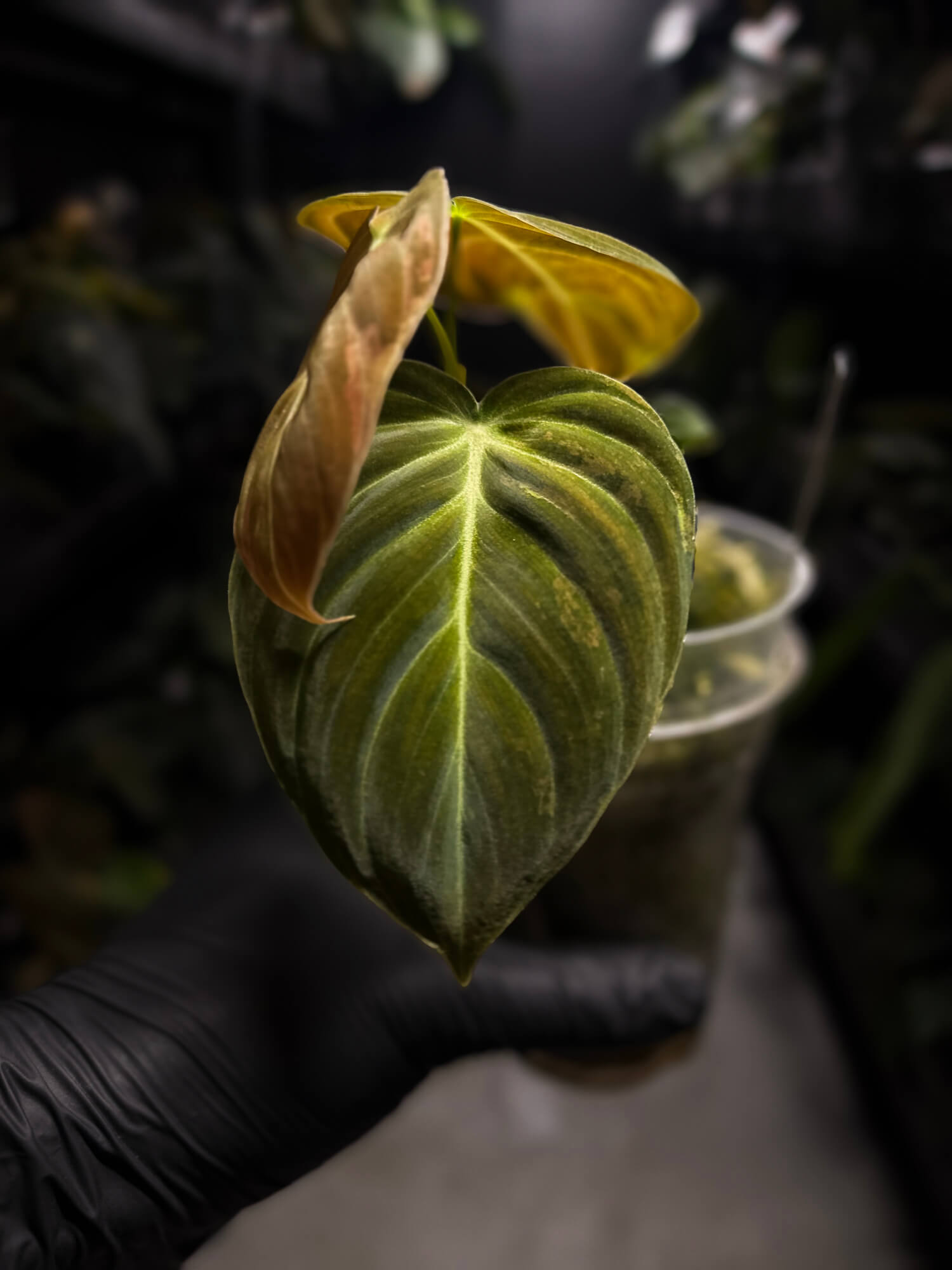Philodendron melanochrysum • variegated