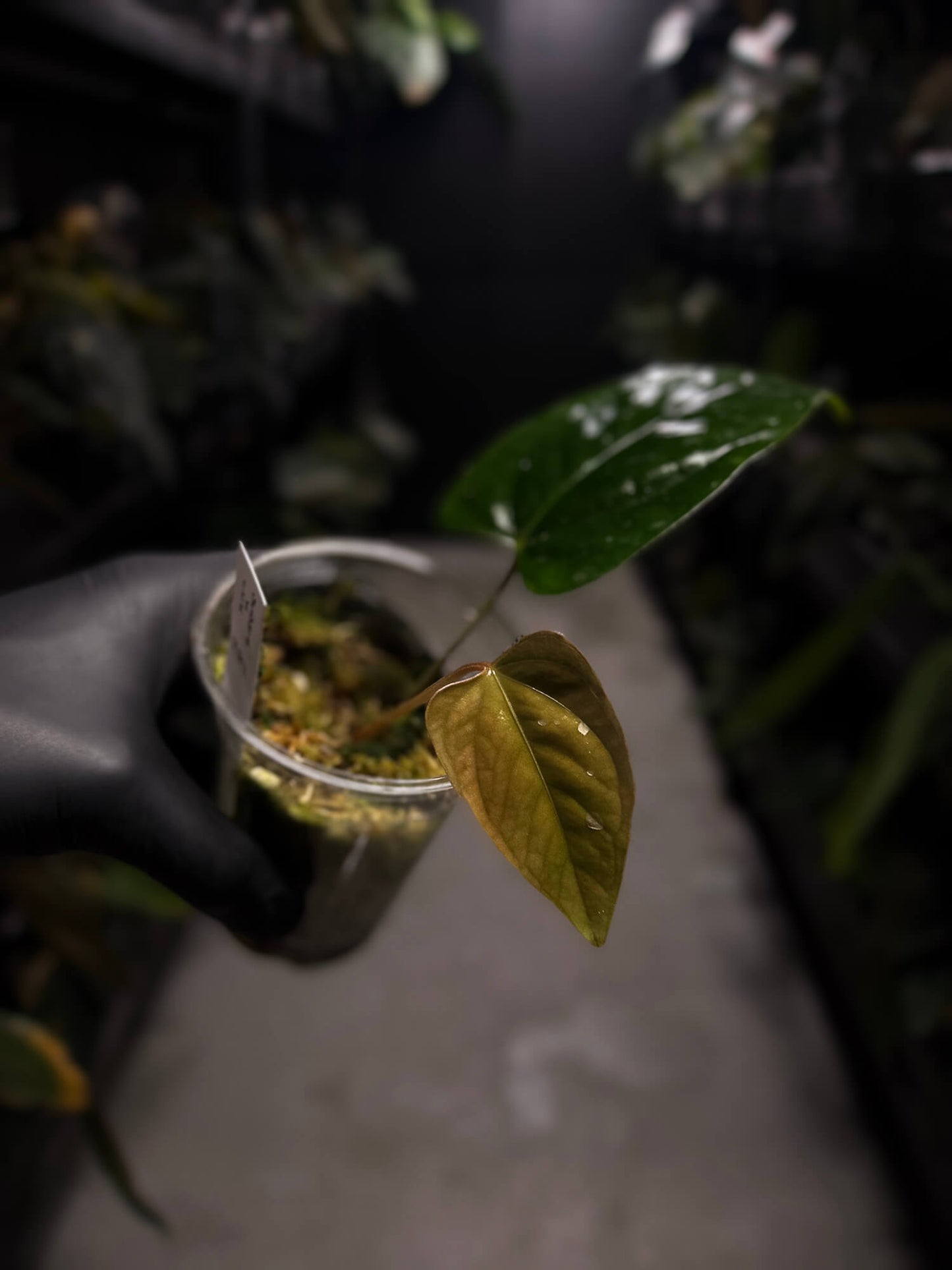 Anthurium subsignatum x luxurians