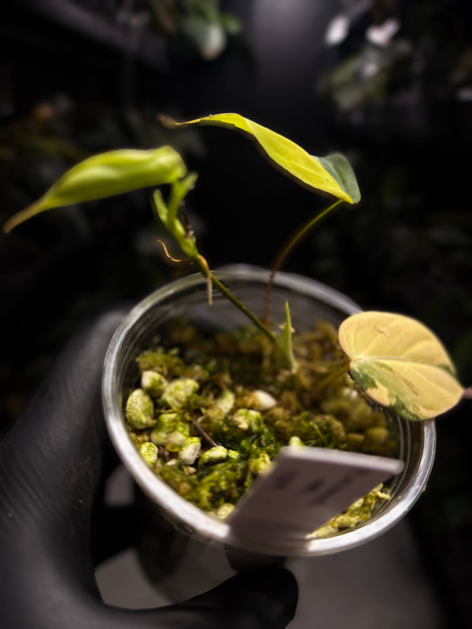 Philodendron micans • variegated