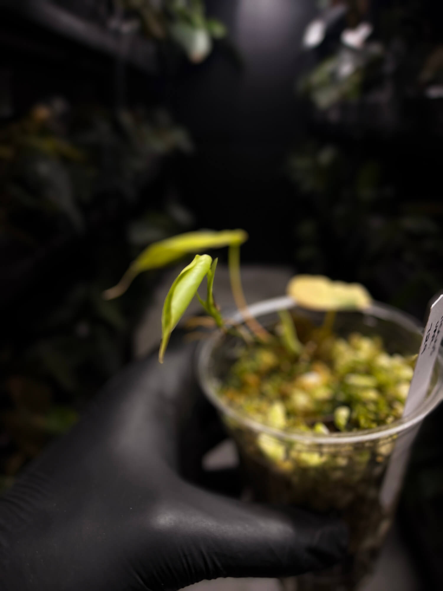 Philodendron micans • variegated