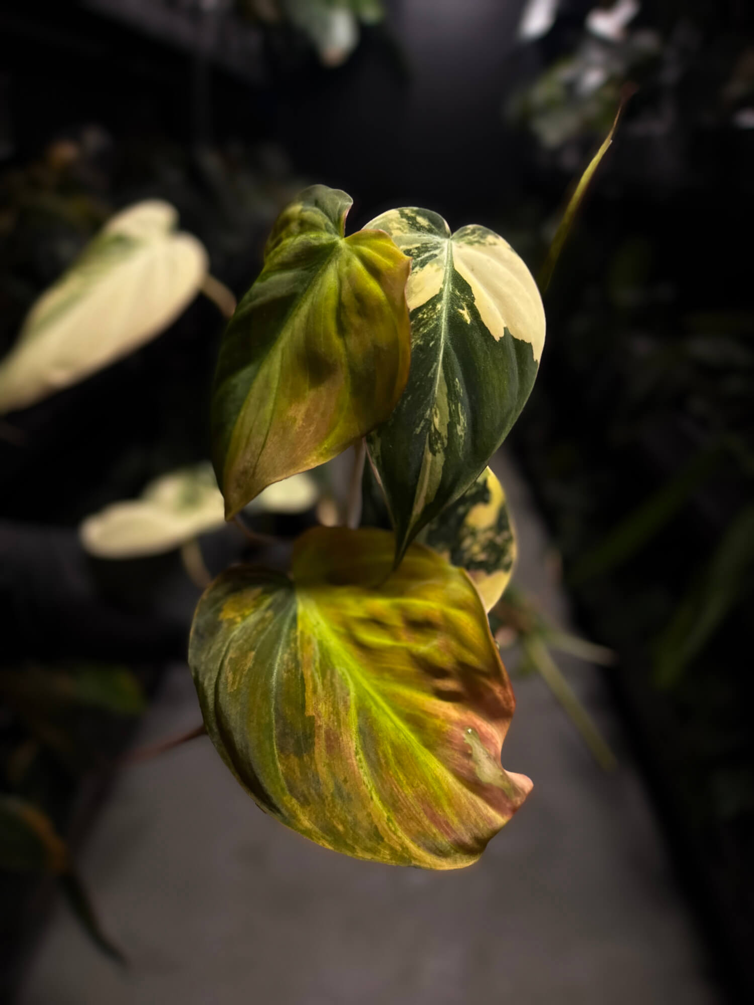 Philodendron micans • variegated