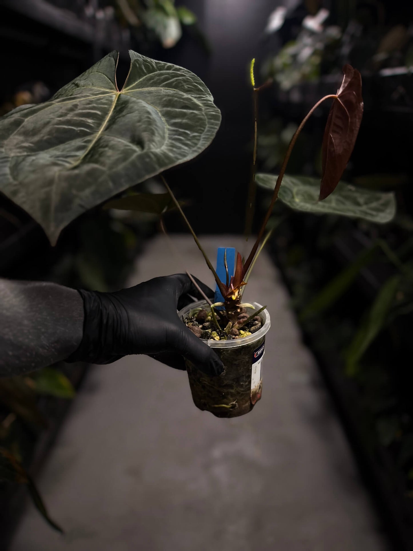 Anthurium luxurians papillilaminum crystal hybrid • pink variegated