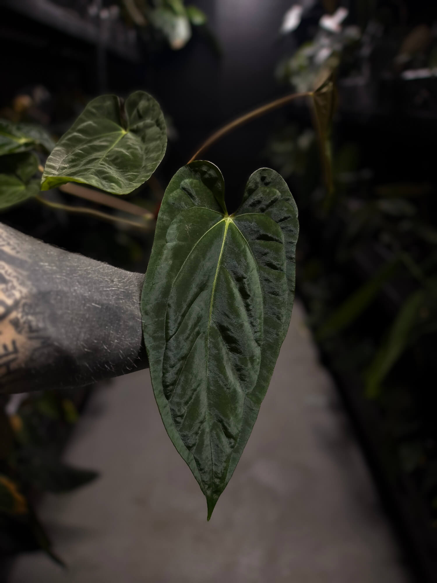Anthurium #BlinkyBill