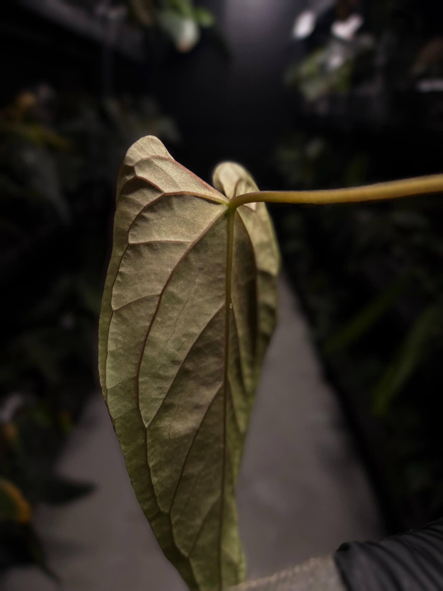 Anthurium #BlinkyBill