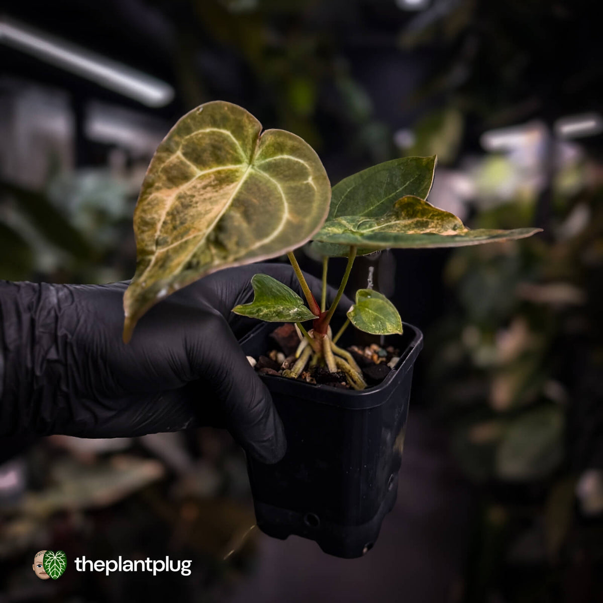 Anthurium forgetii hybrid var x ('SKG Silver' x 'Red Crystal') • variegated