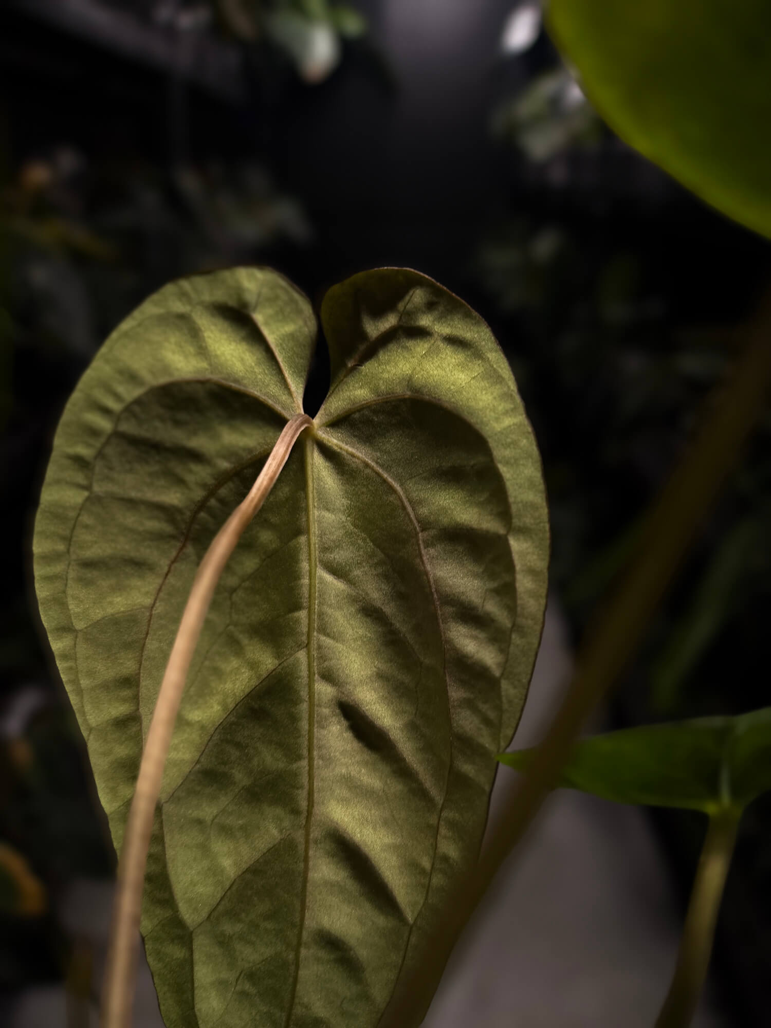 Anthurium #BlinkyBill