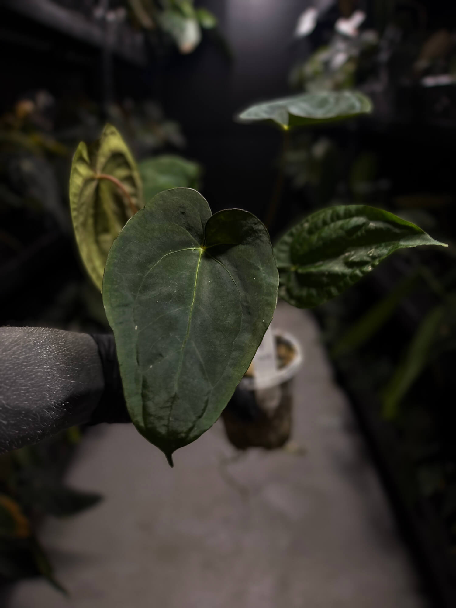 Anthurium #BlinkyBill
