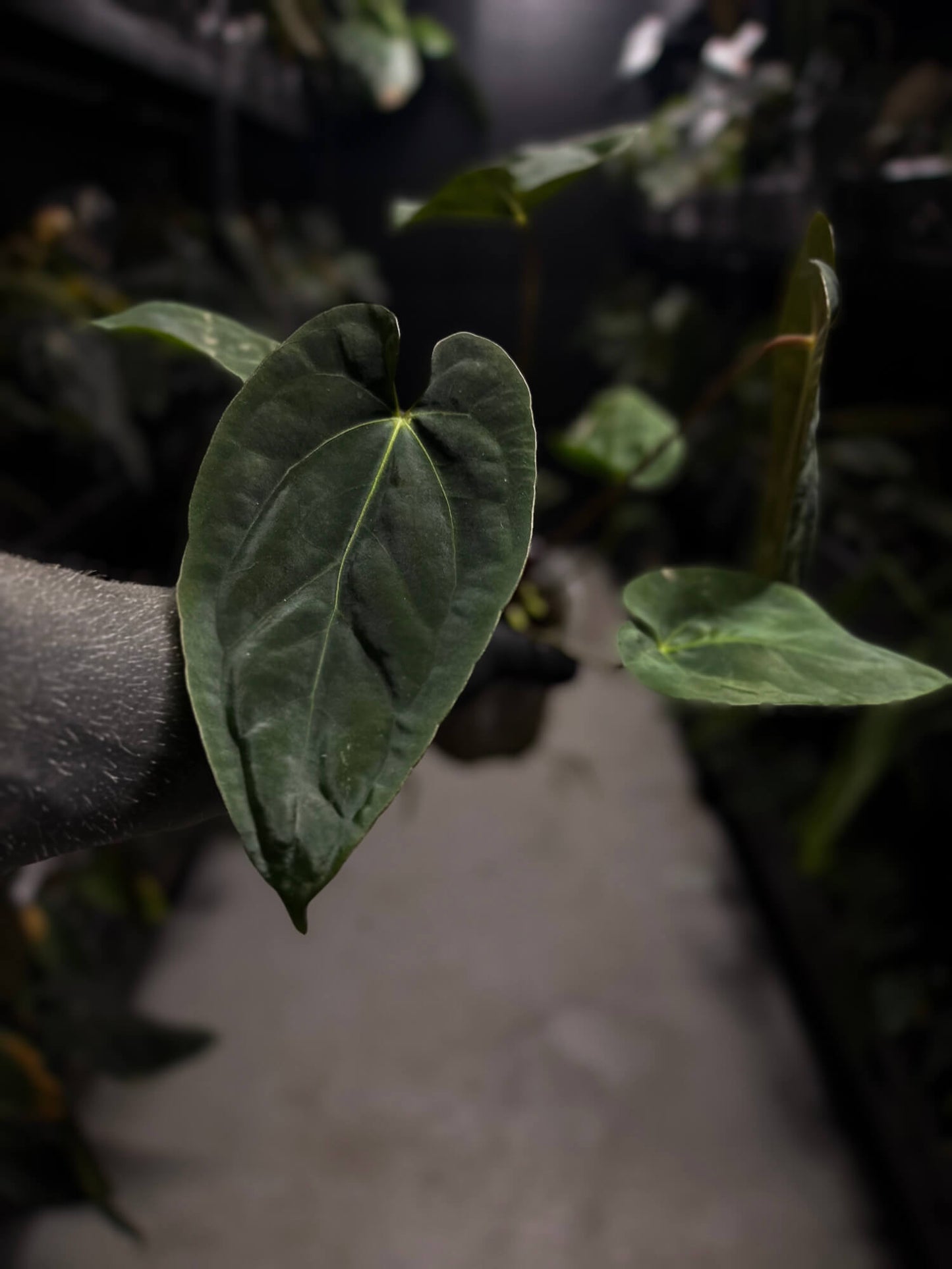 Anthurium #BlinkyBill