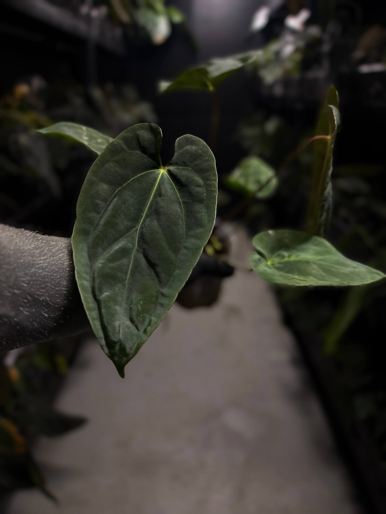 Anthurium #BlinkyBill